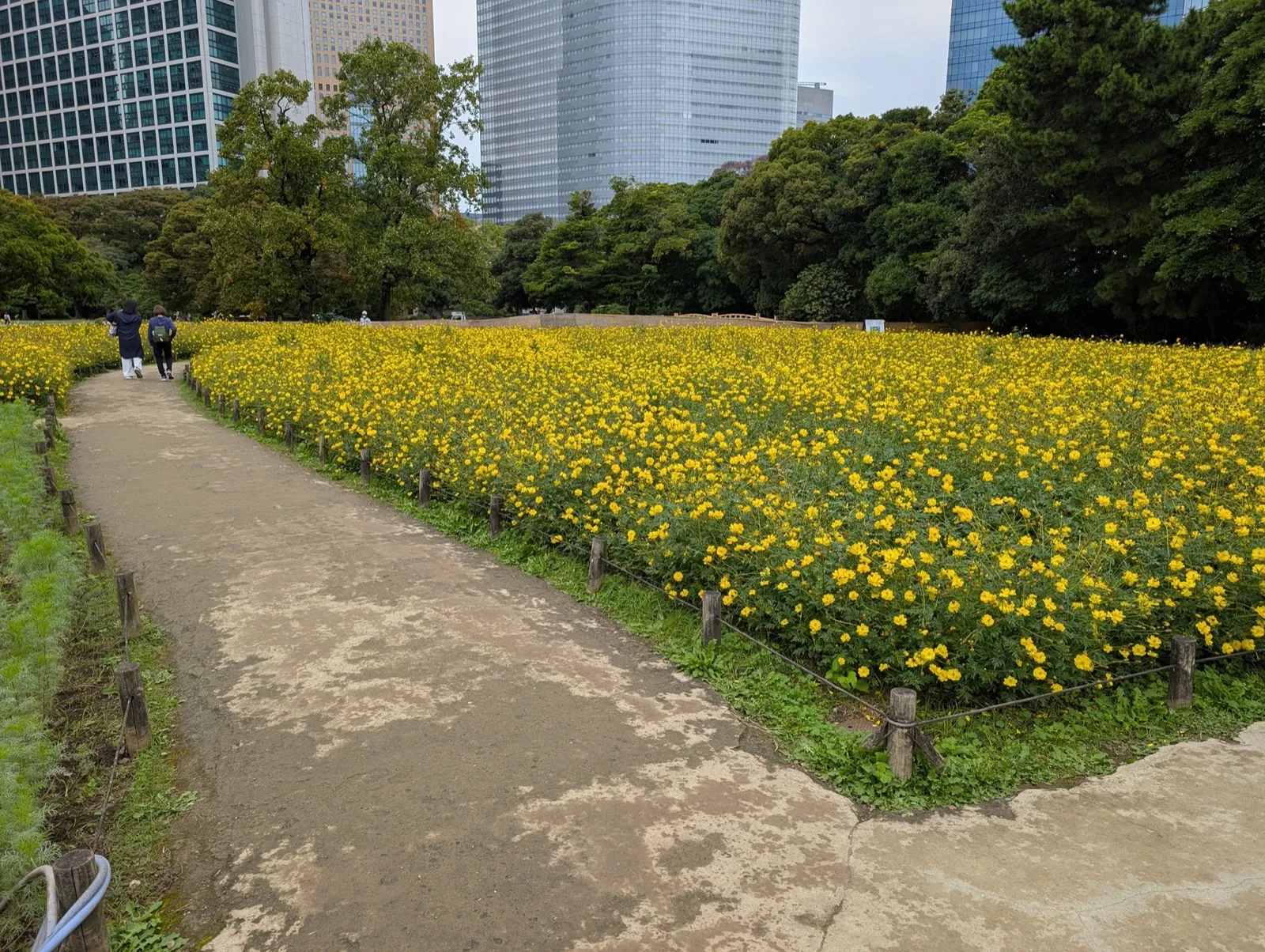 Campo de cosmos amarillos en los Jardines Hamarikyu con edificios de gran altura detrás