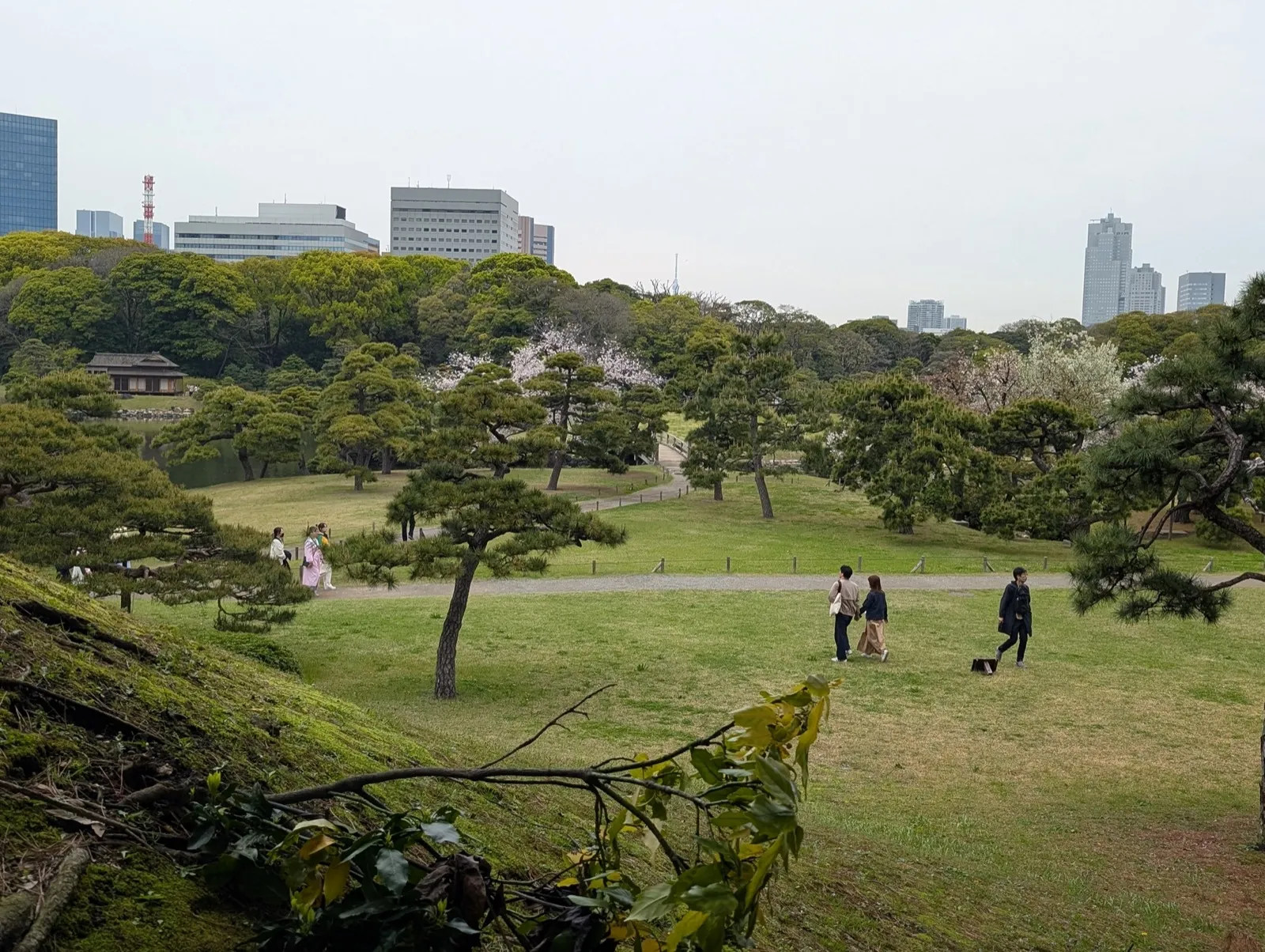 Amplios céspedes y pinos en los Jardines Hamarikyu con rascacielos de Tokio al fondo
