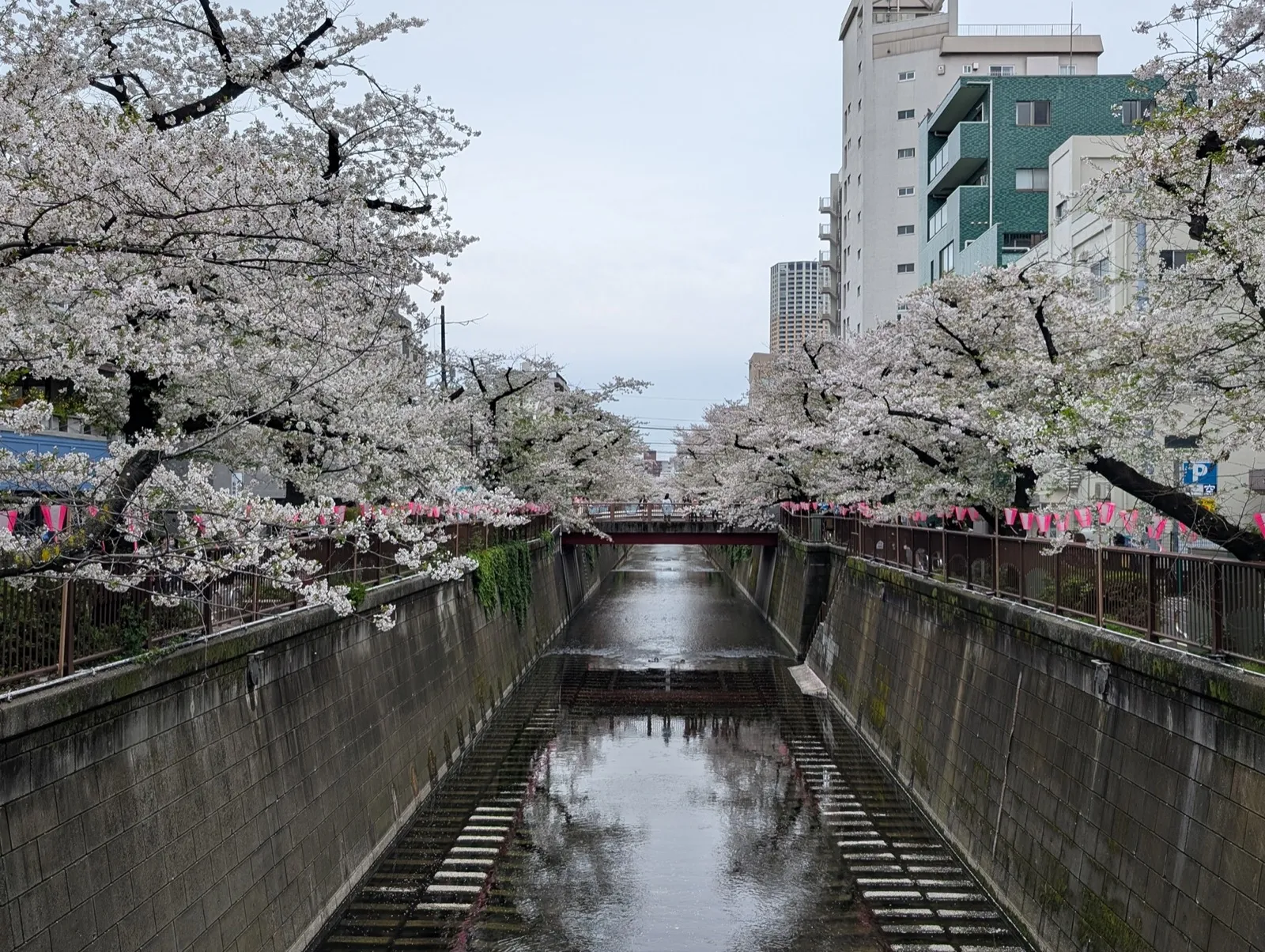 Cerezos en plena floración a ambos lados del río Meguro