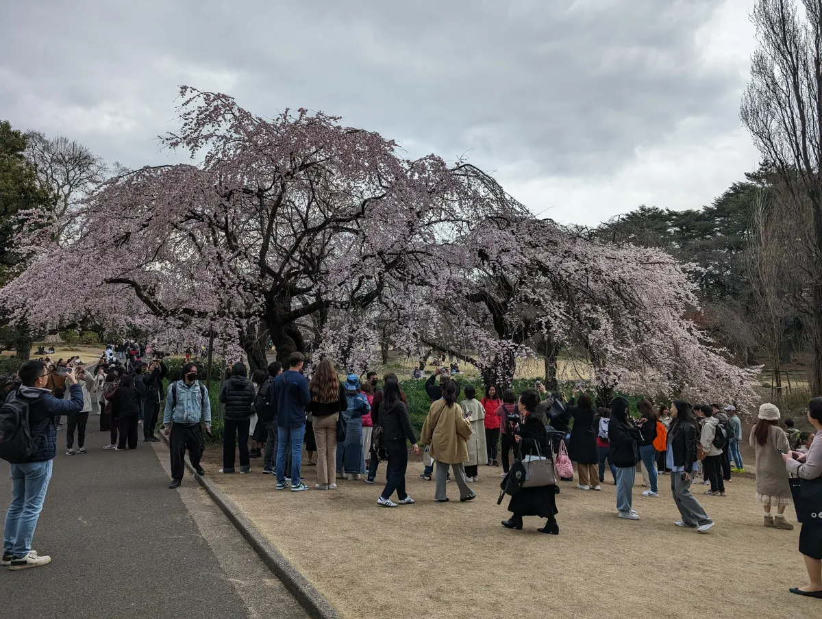 Weeping cherry trees in full bloom at Shinjuku Gyoen